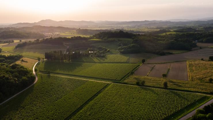 0.Attems vineyards
