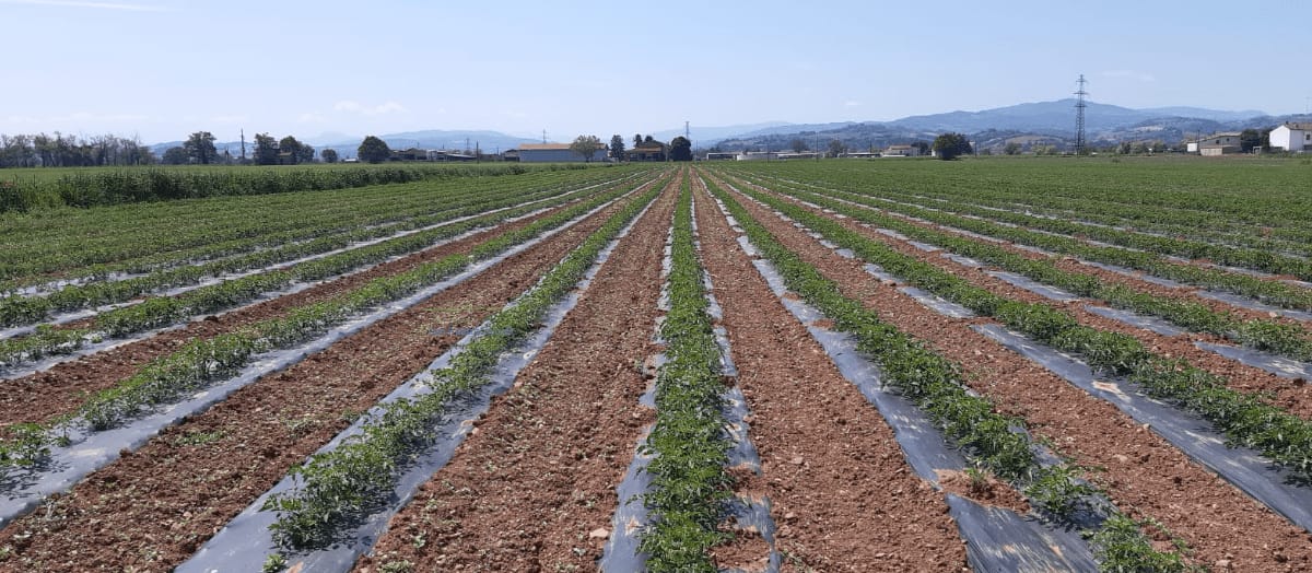 0.CAMPO AGRICOLO TELI
