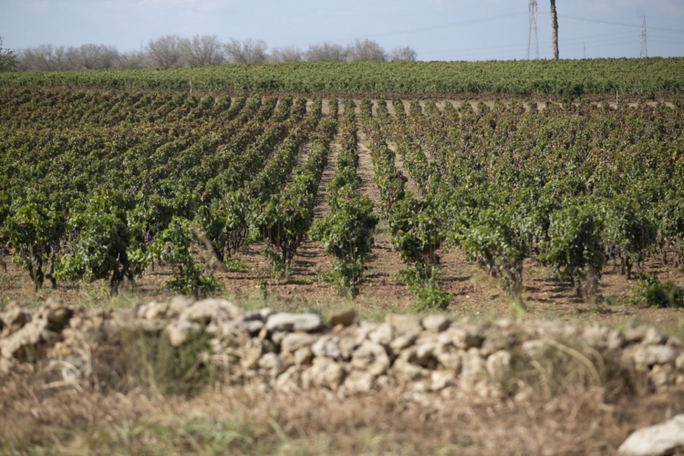 0.Casa Vinicola Apollonio Vigneti