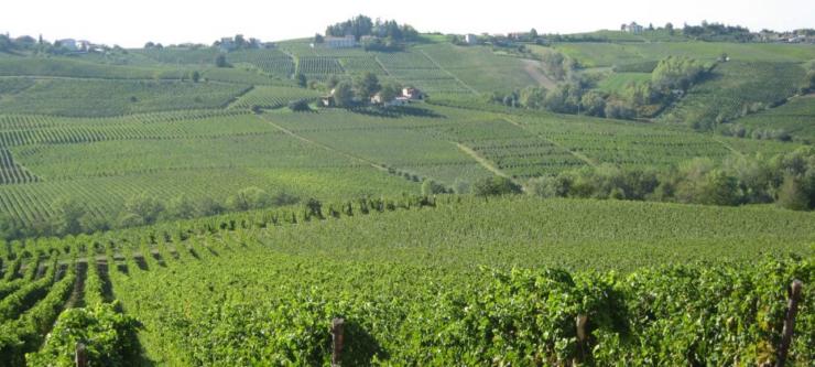 0.Ferraia Vigneti