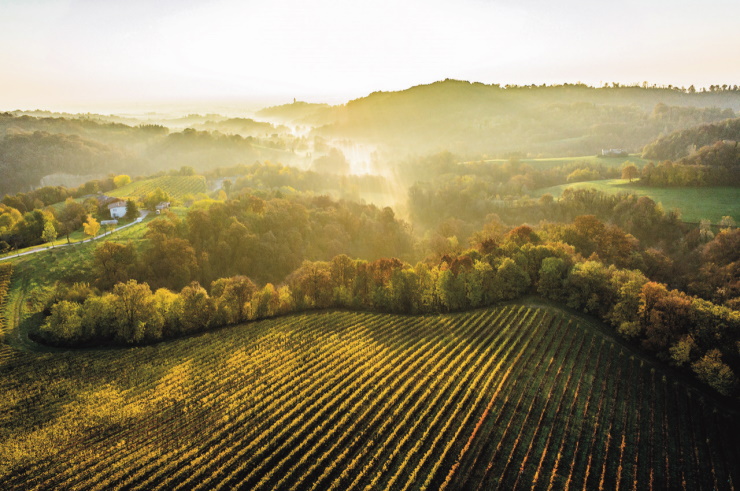 0.LaMarca ViniSpumanti Colline Vigneti alta risoluzione