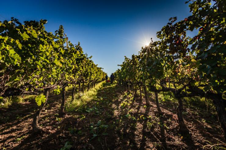 0.Tenuta Biserno Vigna