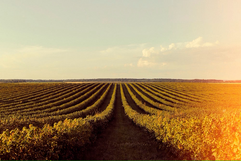0.Vigneti Eatable Adventures