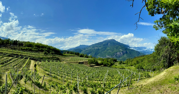 0.Vigneto Trentino Armani
