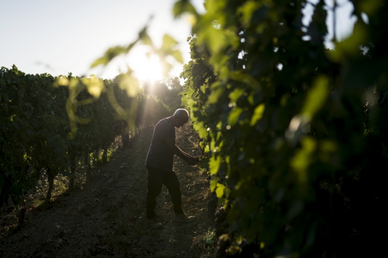 Cantina Zaccagnini Vineyard 20